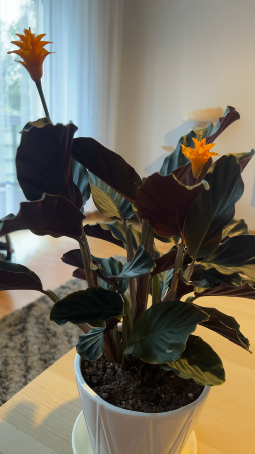 Calathea Goeppertia crocata 'Tassmania' (Kalatea) | Sklep z Rolinami -  Zielona Flora